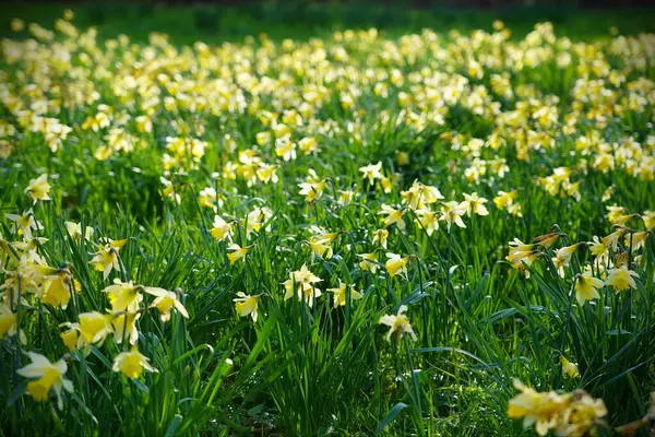 Vista Narcisos Amarelos Narcissus Pseudonarcissus Crescendo Jardim Primavera — Fotografia de Stock