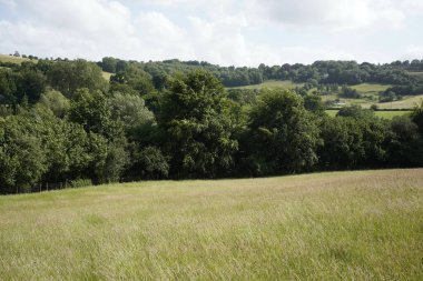 Uçsuz bucaksız, yemyeşil bir çiftlik arazisinin manzarası ve bir yaz günü mavi bulutlu gökyüzü.