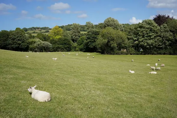 İngiltere 'nin Wiltshire kırsalında güneşli bir yaz gününde yeşil bir tarlada otlayan koyun ve kuzuların manzarası