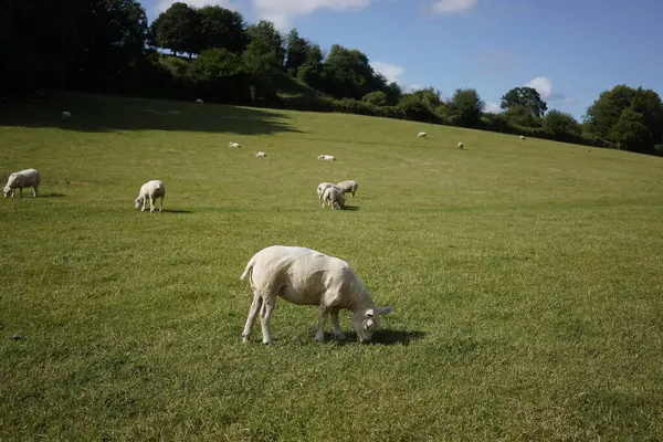 農村部のウィルシャーイングランドの晴れた夏の日に緑地で放牧する羊と子羊の風光明媚な田園風景 — ストック写真