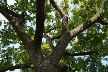 Ormanda büyük gövdeli bir ağaç. 