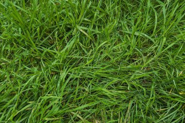 yeşil çimen dokusu arkaplanı