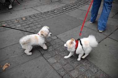 Şehirde küçük şirin köpeklerle yürüyen insanlar.