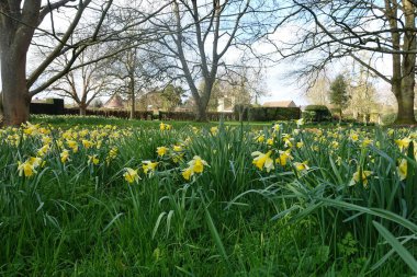 Baharda bir bahçede yetişen sarı nergislerin (Narcissus pseudonarcissus) görüntüsü