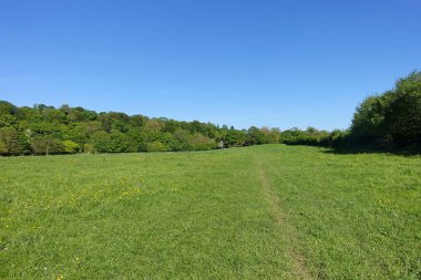 Sarı çiçekli, yeşil bir vadideki yeşil bir tarlanın manzarası ve yukarısında mavi bir gökyüzü. Yani İngiltere 'deki Bath yakınlarındaki Wiltshire Somerset sınırındaki Avon Vadisi.