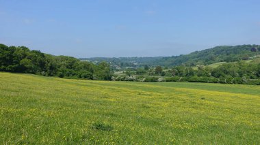 Sarı çiçekli, yeşil bir vadideki yeşil bir tarlanın manzarası ve yukarısında mavi bir gökyüzü. Yani İngiltere 'deki Bath yakınlarındaki Wiltshire Somerset sınırındaki Avon Vadisi.