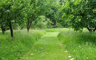 Bahçedeki yeşil çimenlik