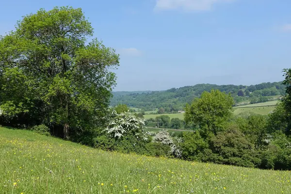 Scénický Panoramatický Pohled Krajinu Zeleného Pole Údolí Žlutými Květy Máslovky Stock Obrázky