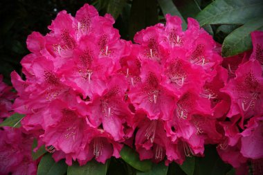 Bahçedeki güzel pembe çiçekler