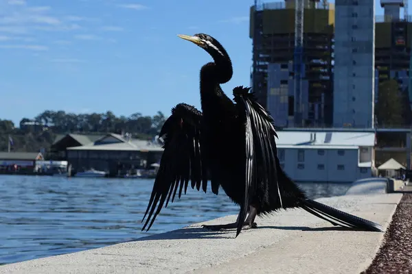 stock image A Great Cormorant (Phalacrocorax carbo), commonly known as the black shag, sits on a waterfront pier on the Swan River in Perth, Australia