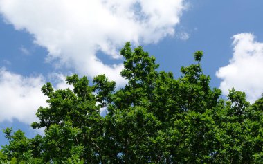 Ağaç dalları, bitki örtüsü.