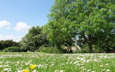 Sarı çiçekli, yeşil bir vadideki yeşil bir tarlanın manzarası ve yukarısında mavi bir gökyüzü. Yani İngiltere 'deki Bath yakınlarındaki Wiltshire Somerset sınırındaki Avon Vadisi.