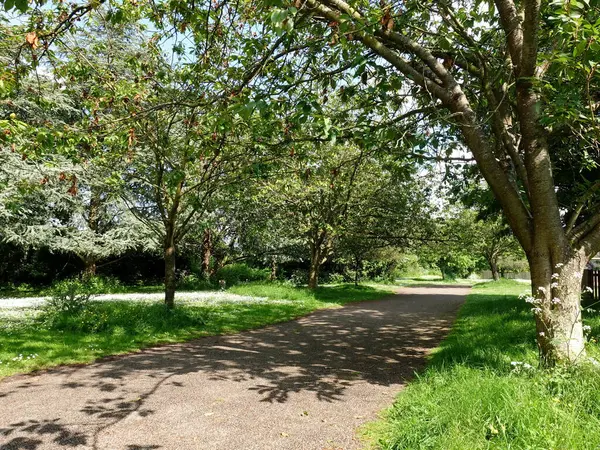 İngiltere 'nin kırsalındaki güzel bir park bahçesinde kiraz çiçekleriyle kaplı dolambaçlı bir yolun manzarası.