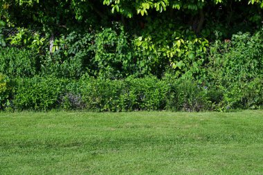 yeşil çimen arkaplan dokusu