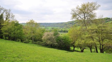 Baharda yeşil tarlaların ve yapraklı ağaçların güzel manzarası
