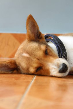 pet dog sitting,lying,sleeping on the home