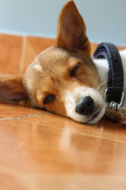 pet dog sitting,lying,sleeping on the home