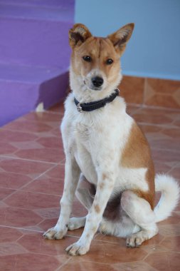 pet dog sitting,lying,sleeping on the home