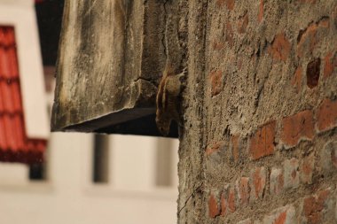 one young squirrel standing or walking or searching or seeing or climbing in the sengal or bricks wall on the unfinished home.