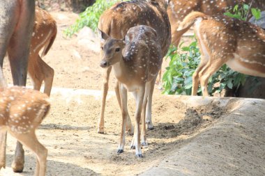 Indian deers at Bannerghatta national park Bangalore sitting or standing in the zoo. forest Wildlife sanctuaries in Karnataka India