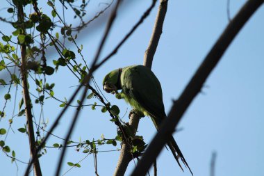 Beautiful indian red ringed green parrot sitting top of the tree and eating fruit