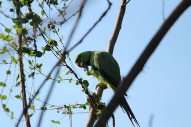 Beautiful indian red ringed green parrot sitting top of the tree and eating fruit