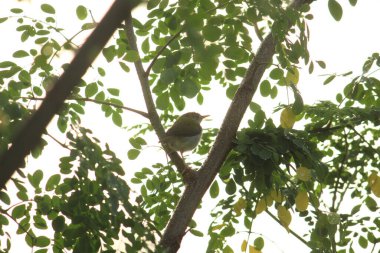 yellow common myna sitting on the tree with green background on the morning sunlight