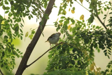 yellow common myna sitting on the tree with green background on the morning sunlight