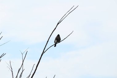 one Red Vented Bulbul bird or one bird sitting on the tree or tree branch on the morning with white background