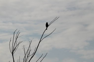 one Red Vented Bulbul bird or one bird sitting on the tree or tree branch on the morning with white background