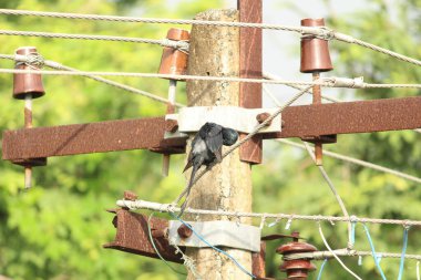 Black Drongo bird with two tails sitting on electric line or electric post on the morning