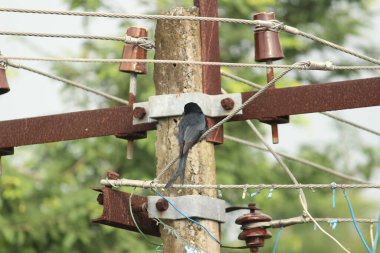 Black Drongo bird with two tails sitting on electric line or electric post on the morning