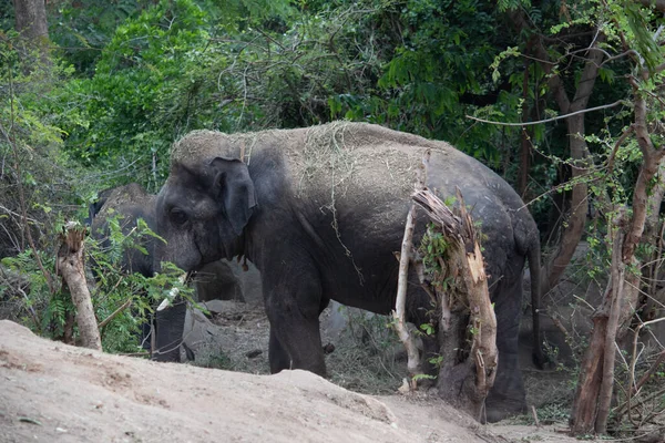 stock image Indian elephant at Bannerghatta national park Bangalore standing in the zoo. forest Wildlife sanctuaries in Karnataka India