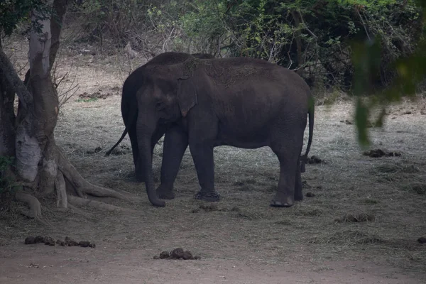 stock image Indian elephant at Bannerghatta national park Bangalore standing in the zoo. forest Wildlife sanctuaries in Karnataka India