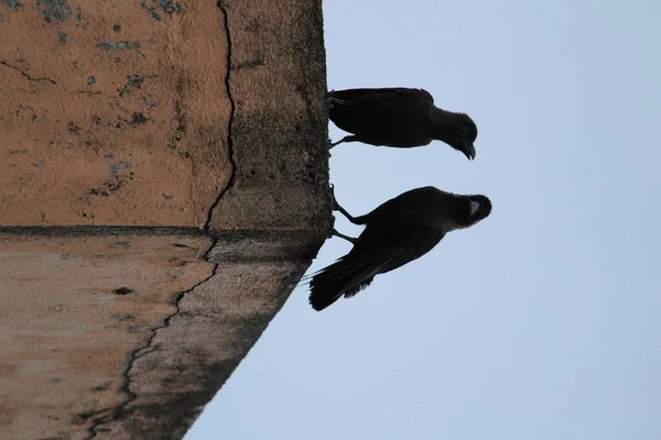 清晨两只乌鸦坐在墙上 两只乌鸦面对面地坐着 — 图库照片