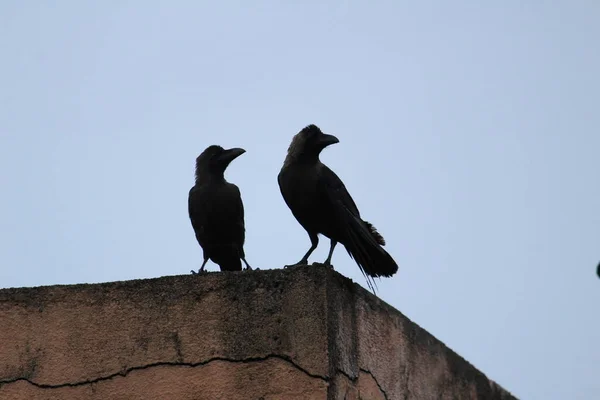 清晨两只乌鸦坐在墙上 两只乌鸦面对面地坐着 — 图库照片