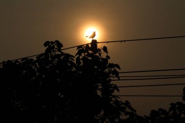 Akşam elektrik direğinde oturan kuşun siluet resmi ve gün batımında arka planda güneş.