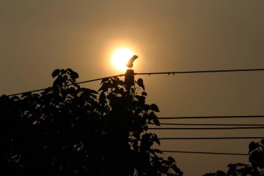 Akşam elektrik direğinde oturan kuşun siluet resmi ve gün batımında arka planda güneş.
