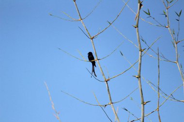 Sabahları ağaç dalında oturan iki kuyruklu kara Drongo kuşu ve arka planda mavi gökyüzü.