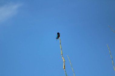 Sabahları ağaç dalında oturan iki kuyruklu kara Drongo kuşu ve arka planda mavi gökyüzü.