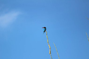 Sabahları ağaç dalında oturan iki kuyruklu kara Drongo kuşu ve arka planda mavi gökyüzü.