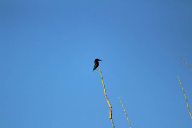 Sabahları ağaç dalında oturan iki kuyruklu kara Drongo kuşu ve arka planda mavi gökyüzü.