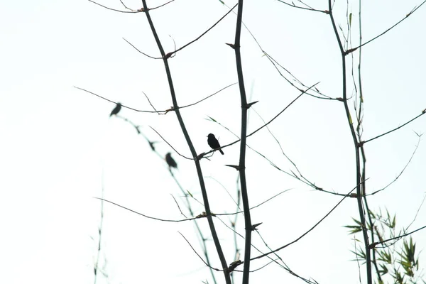 stock image Four birds sitting on the tree or tree branch on the morning with white background sky