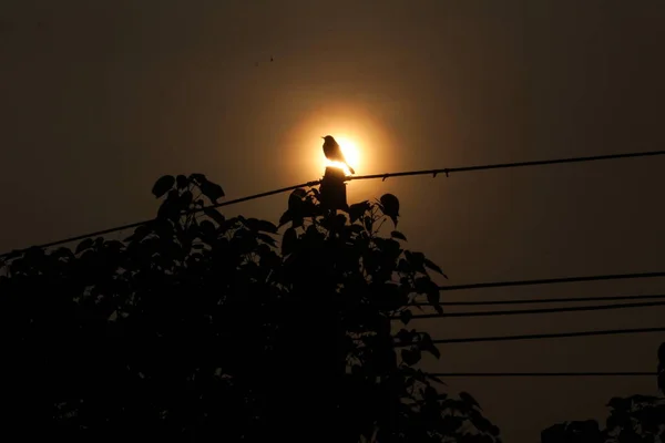 silhouette picture of the bird sitting on the electric post on evening and sun in the background on the sunset