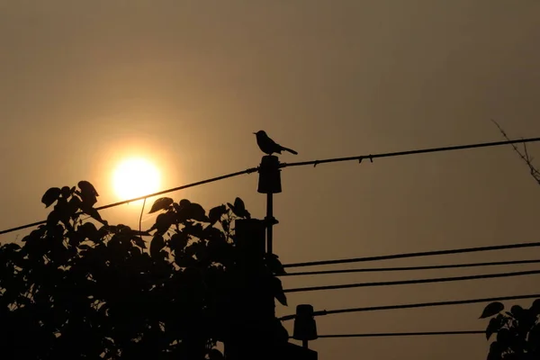 silhouette picture of the bird sitting on the electric post on evening and sun in the background on the sunset