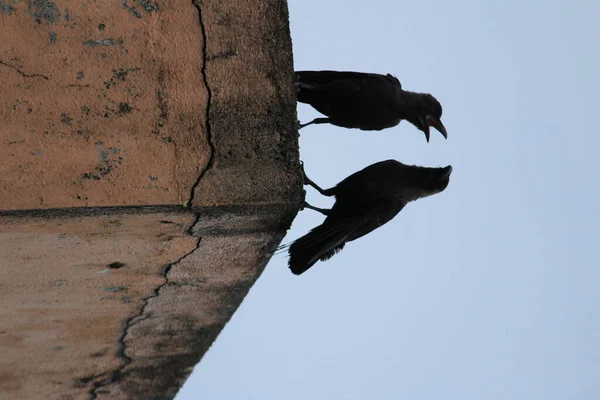 Dos Cuervos Sentados Pared Por Mañana Temprano Dos Cuervos Uno — Foto de Stock