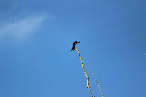 Kingfisher Pájaro Con Sentado Rama Árbol Mañana Cielo Azul Fondo — Foto de Stock