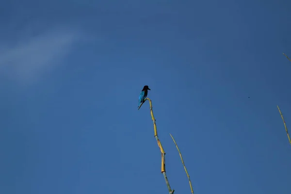 Black Drongo Pták Dvěma Ocasy Sedí Větvi Stromu Ráno Modré — Stock fotografie