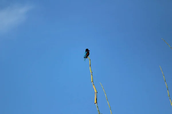 Pájaro Drongo Negro Con Dos Colas Sentadas Rama Del Árbol — Foto de Stock