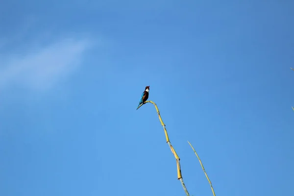 Kingfisher Pájaro Con Sentado Rama Árbol Mañana Cielo Azul Fondo — Foto de Stock